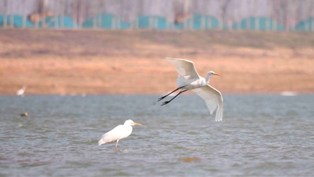 明日驚蟄 白鷺現身引黃調蓄湖