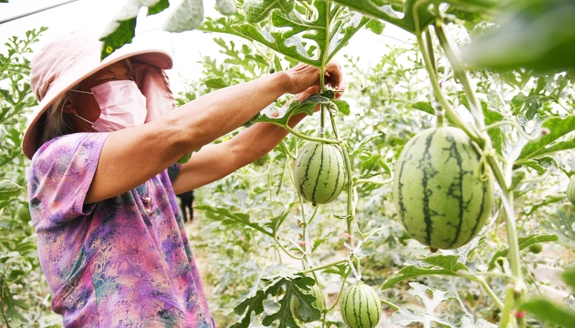谷雨前后，種瓜點豆