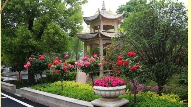 升級基礎設施  美化校園環境 周口新星學校著力打造星級校園