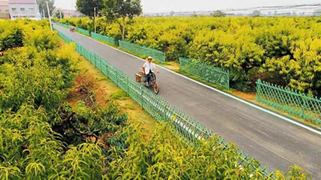 周口：有一個省級綠化模范鄉鎮叫張莊鎮