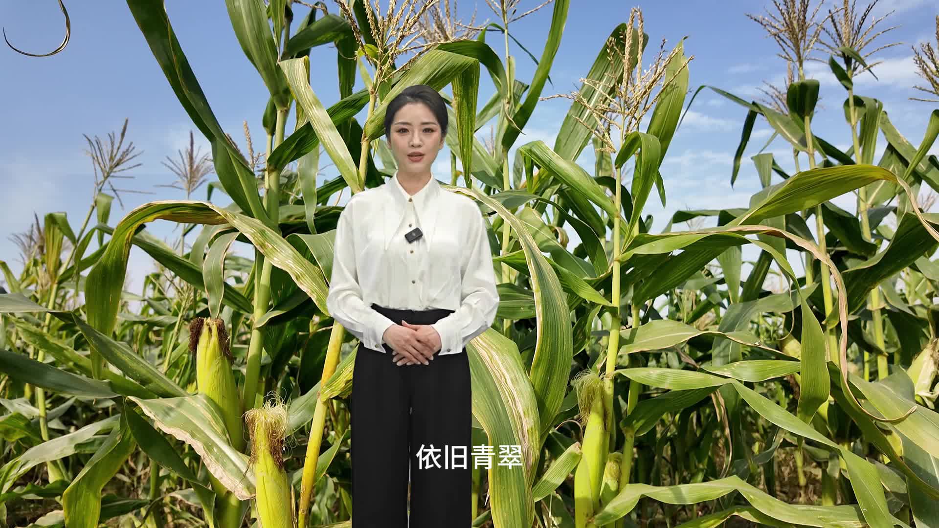 每年可以種三季，冬天成熟的玉米你見過嗎？